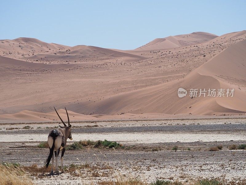 大羚羊(oryx gazella)行走